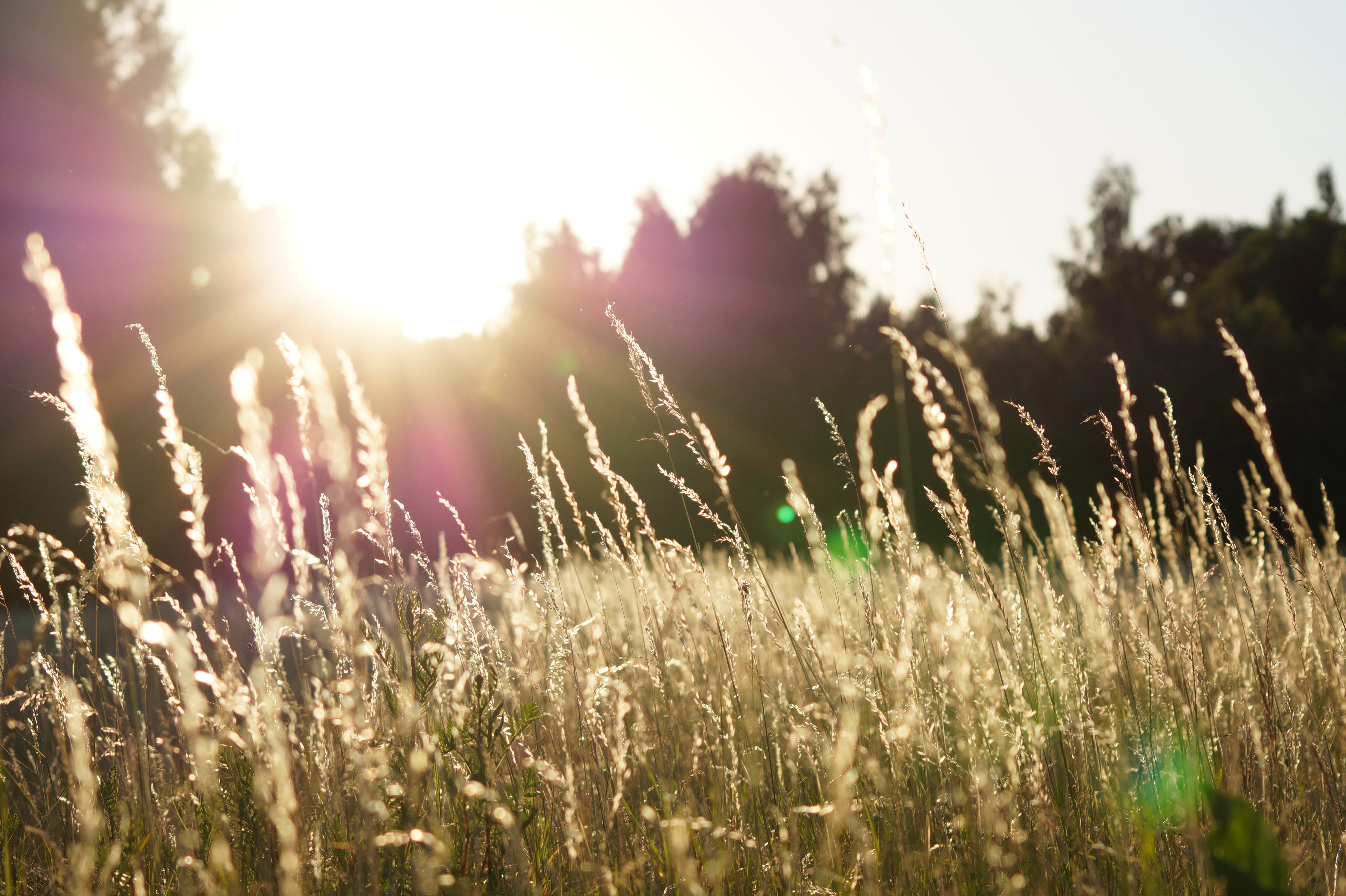 Sonne, Feld, Natur, Sun, Field, Nature, Zon, Veld, Veld, Natuur